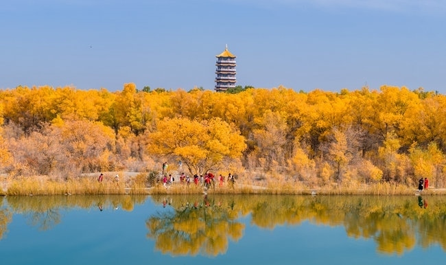 胡楊林金碧耀眼。蘭州局集團(tuán)公司融媒體中心供圖