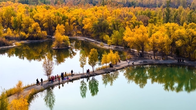 胡楊林金碧耀眼。蘭州局集團(tuán)公司融媒體中心供圖