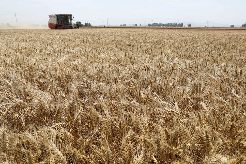  河南省焦作市溫縣黃河街道張王莊村村民駕駛收割機(jī)在田間收獲小麥（2023年6月6日攝）。新華社發(fā)（徐宏星 攝）