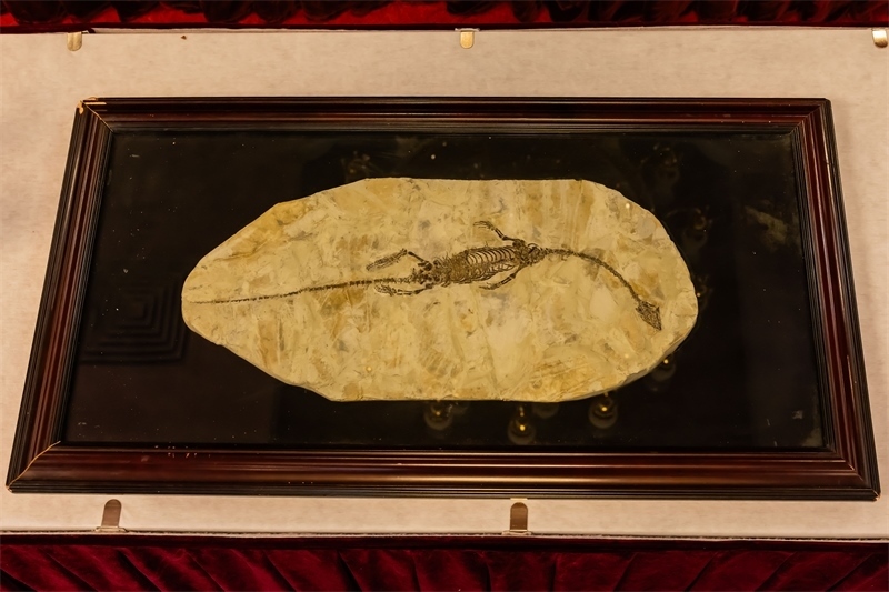 潛龍化石。國(guó)家文物局供圖