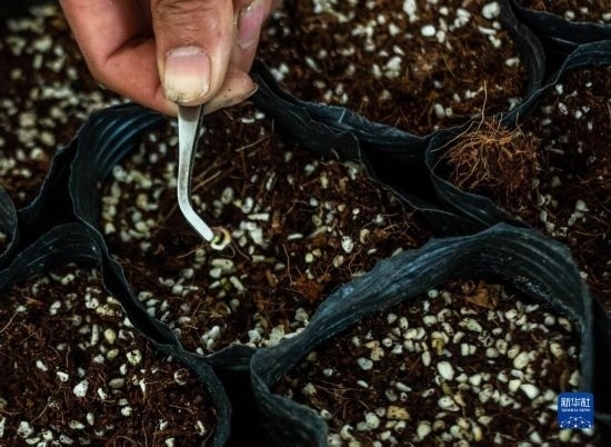 云南錦科花卉工程研究中心里已經(jīng)發(fā)芽的太空種子（4月3日攝）。