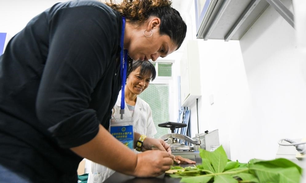 9月17日，來自哥倫比亞的研修班學員埃文·奧拉亞（左）在中國專家的指導下學習實操木薯組培快速繁育技術。