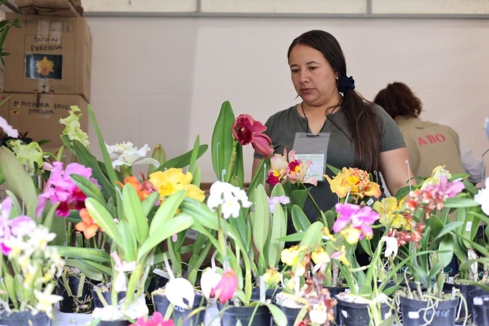 9月14日至17日，哥倫比亞首都波哥大舉辦蘭花展。