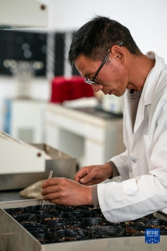 技術(shù)員田連通在實驗室播種太空種子（4月3日攝）。