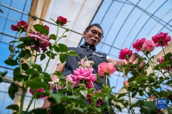 在云南省安寧市現(xiàn)代農(nóng)業(yè)園區(qū)玫瑰種植示范園，技術(shù)員田連通觀察玫瑰花（10月20日攝）。