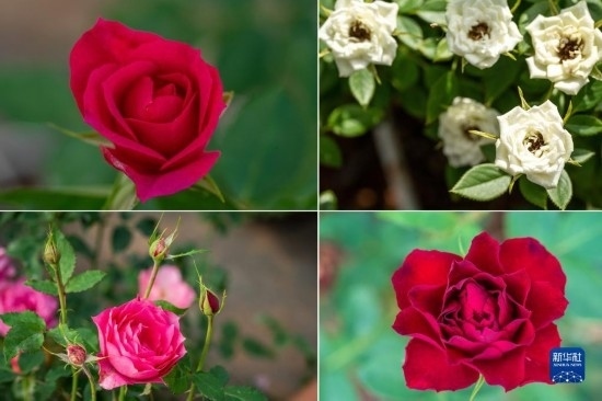 這是云南省安寧市現(xiàn)代農(nóng)業(yè)園區(qū)玫瑰種植示范園里玫瑰新品種的拼版照片。