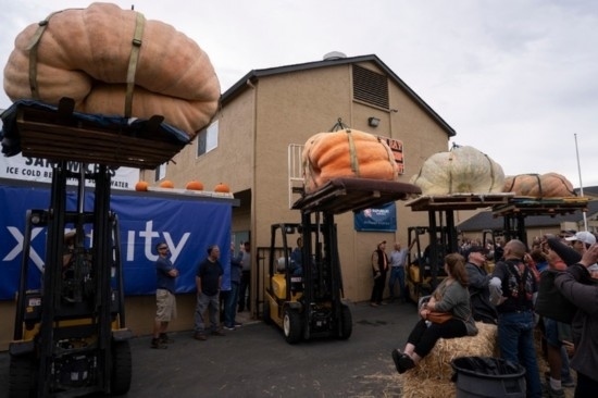  10月9日，在美國加利福尼亞州圣馬特奧縣半月灣舉行的南瓜稱重大賽現(xiàn)場，人們圍觀參賽的南瓜。新華社發(fā)（李建國攝）