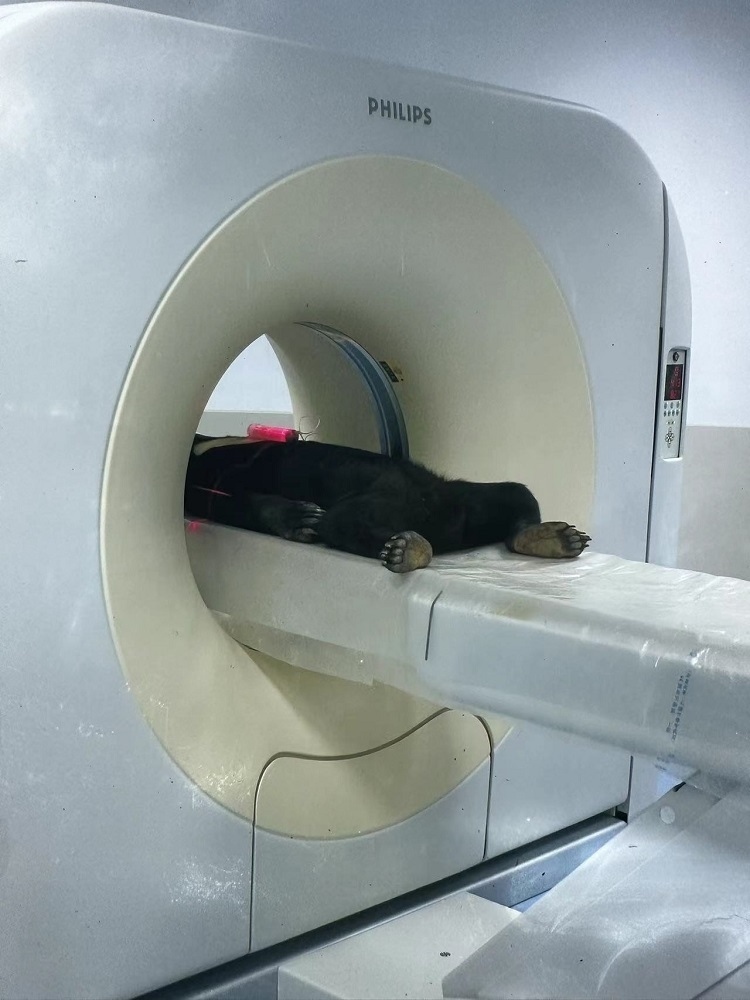 長(zhǎng)隆野生動(dòng)物世界的動(dòng)物醫(yī)院內(nèi)，馬來(lái)熊在做核磁共振檢查。人民網(wǎng)記者 李舫攝