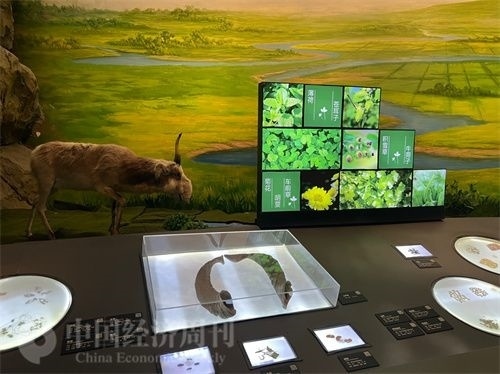  （中醫(yī)藥博物館展出的各類中藥材令人應(yīng)接不暇。中國(guó)經(jīng)濟(jì)周刊記者 郭志強(qiáng) 攝）