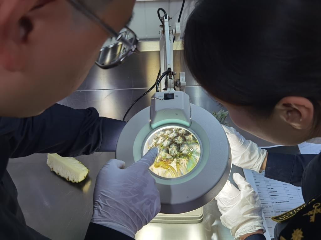 11月3日，上海海關關員對首批入境中國、參展第六屆進博會的貝寧菠蘿進行檢驗檢疫。新華社記者 吳宇 攝