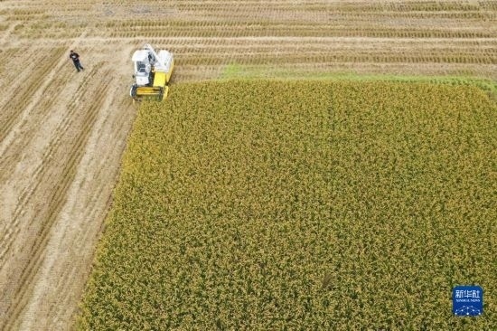 11月4日，在南通市通州區(qū)十總鎮(zhèn)育民村農(nóng)場，一臺設(shè)置好參數(shù)的無人收割機(jī)在工作中（無人機(jī)照片）。