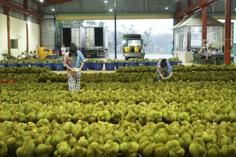 2023年9月15日，在越南多樂省一家榴蓮加工廠，工人在給即將出口到中國的榴蓮包裝貼牌。隨著《區(qū)域全面經(jīng)濟伙伴關(guān)系協(xié)定》紅利釋放，中國—東盟貿(mào)易規(guī)模進一步擴大。越來越多東盟國家的優(yōu)質(zhì)水果便捷地進入中國市場，走上消費者的餐桌。