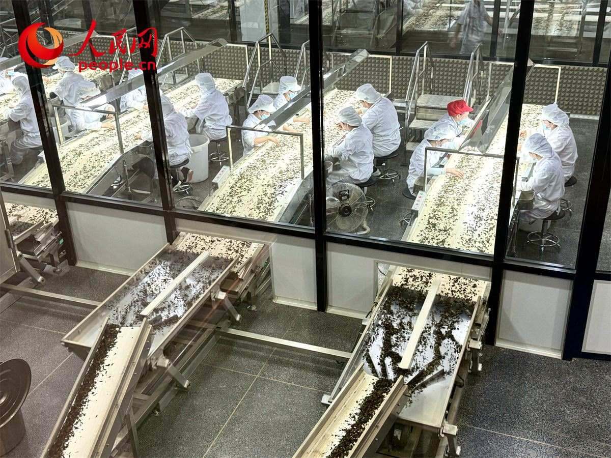 工人在對茶葉進行目視揀剔。人民網(wǎng)記者 劉微攝