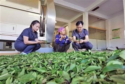  圖③：蒼梧法院六堡法庭法官深入茶企了解企業(yè)生產(chǎn)經(jīng)營(yíng)情況。