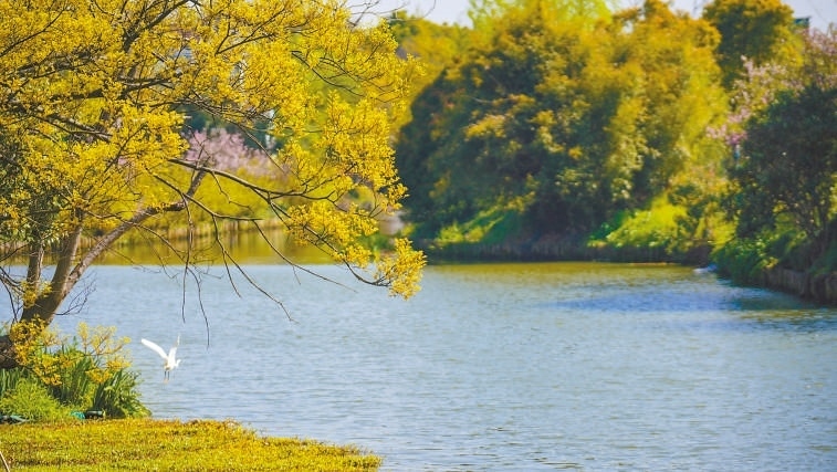 碧波蕩漾 浙江嘉興市海鹽縣望海街道永福社區(qū)荷花池，一汪碧水波光粼粼，風(fēng)光旖旎。當(dāng)?shù)厥冀K堅(jiān)持綠色發(fā)展，促進(jìn)人與自然和諧共生。 肖弗勒模具（嘉興）有限公司德國(guó)籍經(jīng)理 湯姆·魯特納攝 “當(dāng)?shù)卮迕窀嬖V我，如今環(huán)境變好了，茶余飯后，大家都會(huì)到河邊散散步，欣賞美景，和鄰居聊聊天。我想，好生態(tài)是大自然的饋贈(zèng)，更是長(zhǎng)三角地區(qū)大力治理生態(tài)環(huán)境的結(jié)果。希望美麗中國(guó)的綠色發(fā)展之路越走越好。”