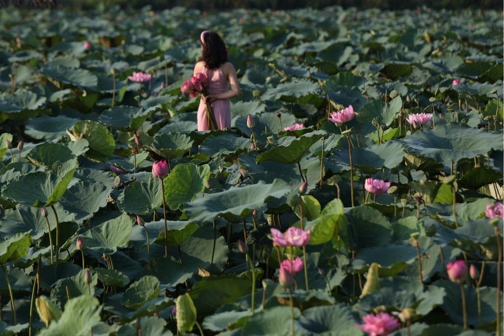 這是2020年7月15日，一名女子在越南首都河內(nèi)西湖畔的荷花叢中留影。