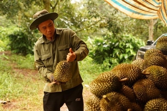 9月15日，在越南多樂省一家榴蓮果園，一名果農(nóng)初步清潔剛采摘的榴蓮。依托中國-東盟博覽會等平臺，越來越多東盟國家的榴蓮得以更加便捷地進入中國市場，并以更加優(yōu)惠的價格走上消費者的餐桌。（新華社記者胡佳麗攝）