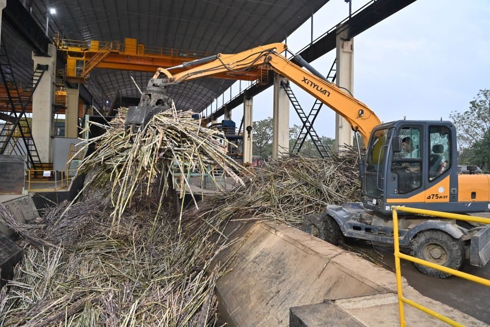 12月14日，在廣西來賓東糖鳳凰有限公司，員工操作機械將甘蔗投入傳送帶，準備送往壓榨車間。