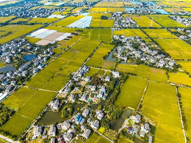 2023年10月22日，浙江海寧市黃灣鎮(zhèn)，金秋時(shí)節(jié)，金黃色的稻田與美麗鄉(xiāng)村構(gòu)成一幅寧?kù)o祥和的畫(huà)卷。