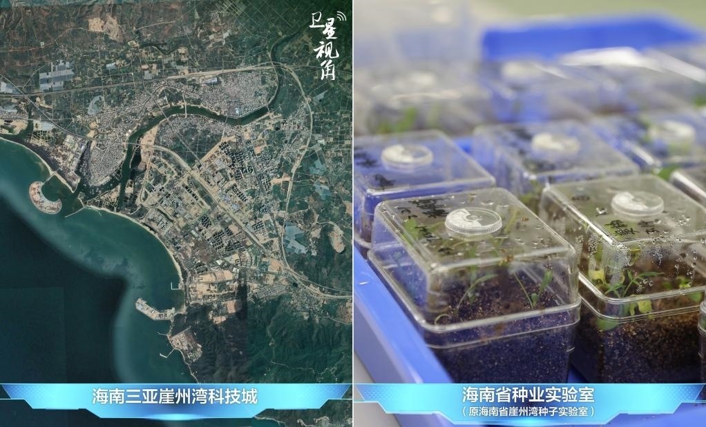 位于三亞崖州灣科技城的海南省種業(yè)實驗室（原海南省崖州灣種子實驗室）將形成輻射全國和“一帶一路”沿線國家的種子科學(xué)技術(shù)創(chuàng)新中心。