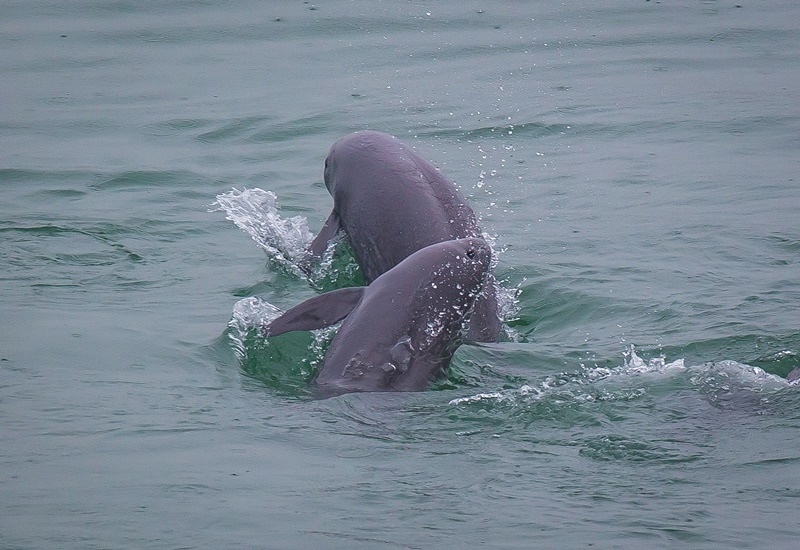 2021年5月10日，在湖北省宜昌市江邊，長江江豚在水中嬉戲。