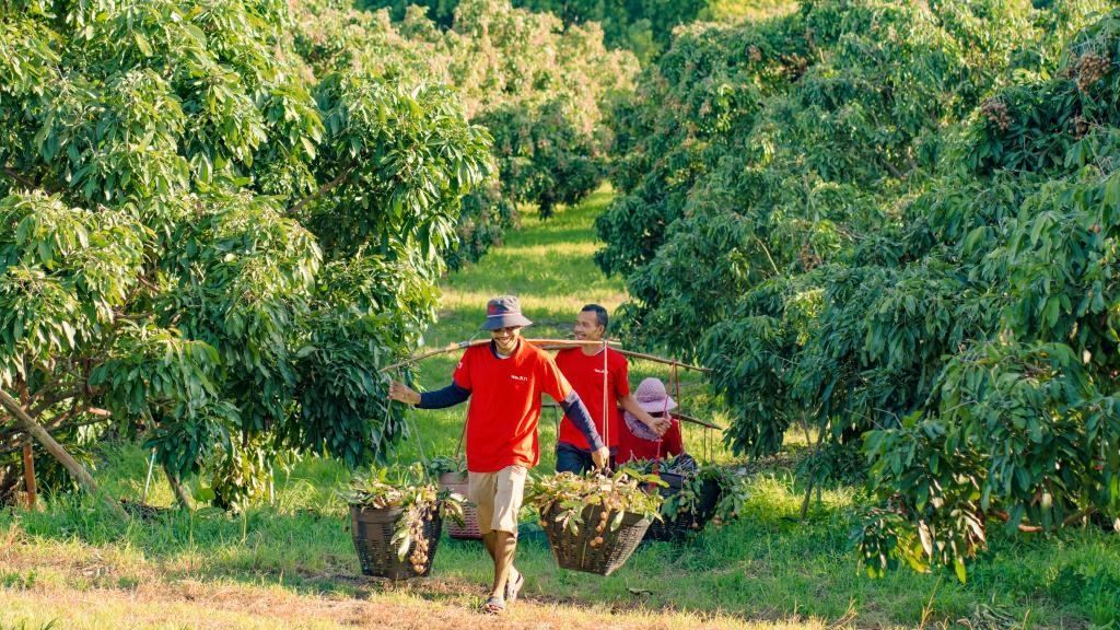 2023年10月，泰國尖竹汶府的龍眼種植園內(nèi)，采果工人正在運(yùn)輸新采摘的龍眼。（黎銀成攝 新華社發(fā)）
