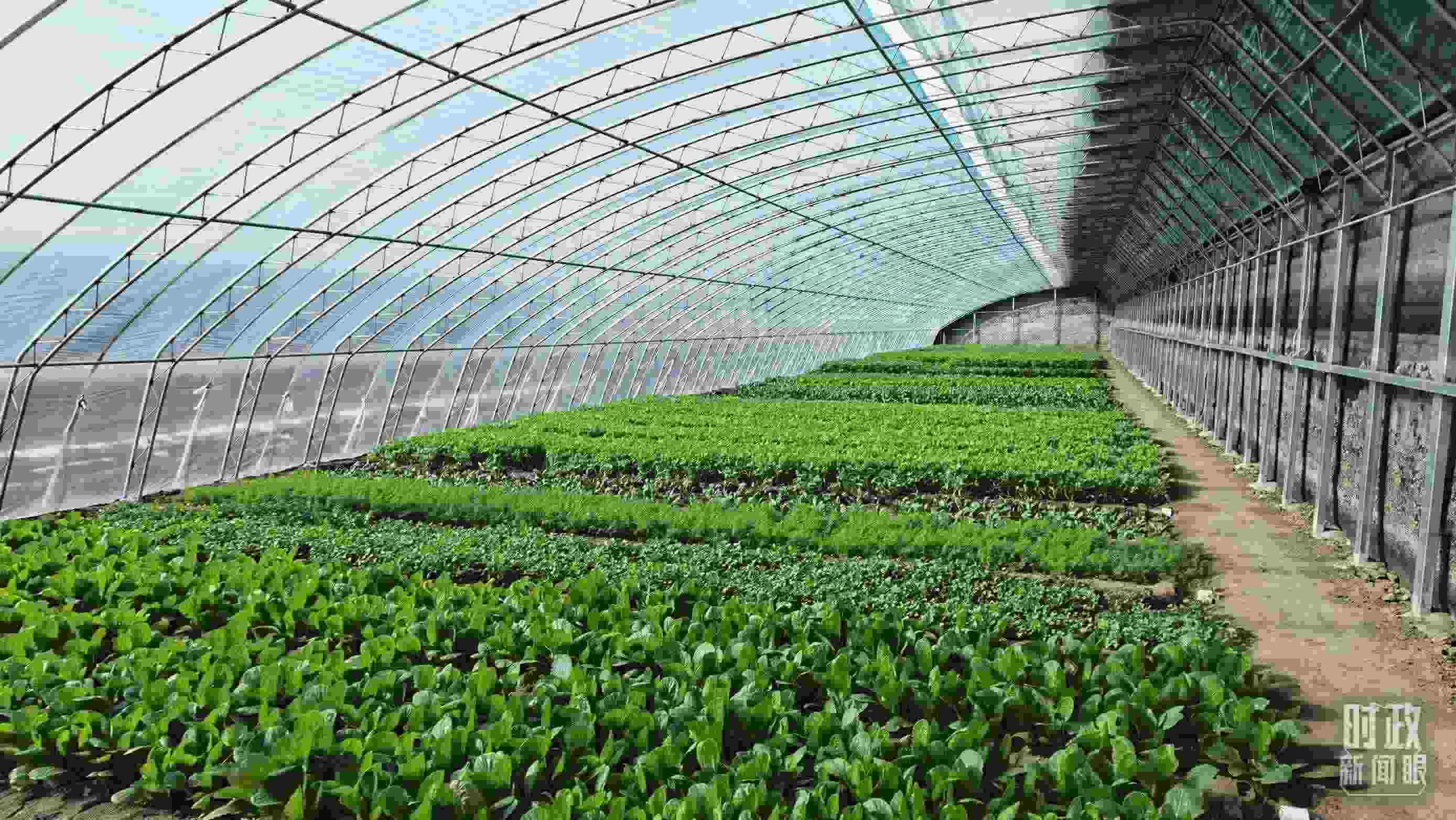 △第六埠村蔬菜大棚。（總臺(tái)央視記者郭鴻拍攝）