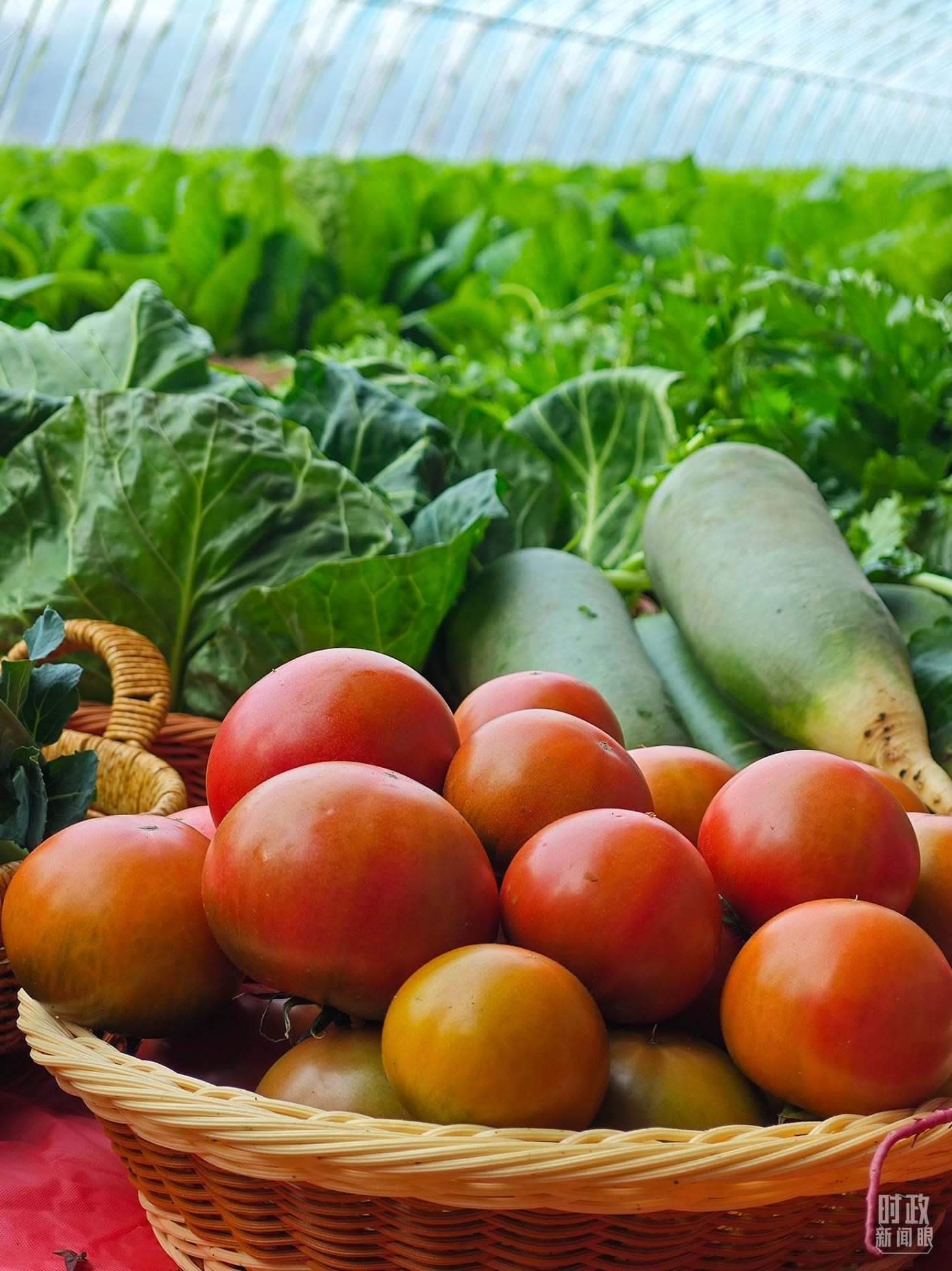 △第六埠村蔬菜大棚，蔬菜收獲頗豐。（總臺央視記者彭漢明拍攝）