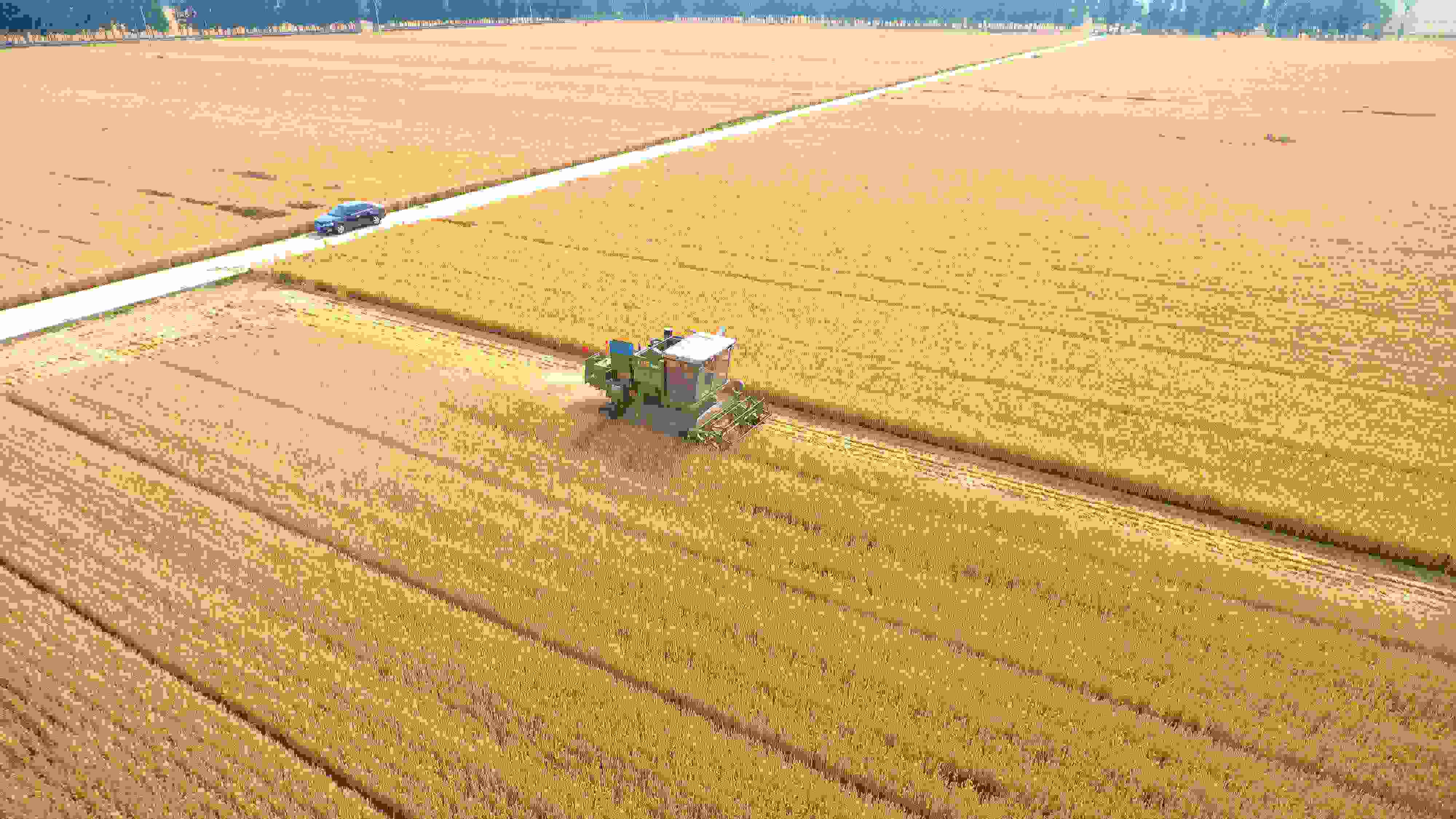 △ 2023年6月5日，山東聊城茌平區(qū)賈寨鎮(zhèn)王藥包村，收割機在田間進行小麥收割作業(yè)。