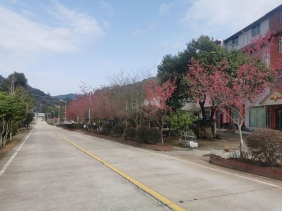 道路兩旁的山櫻花。將樂縣農(nóng)業(yè)農(nóng)村局供圖