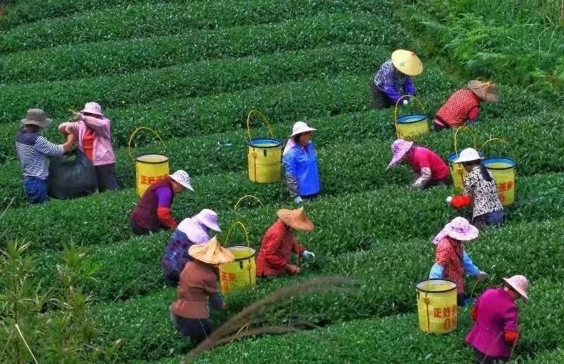 △軍營(yíng)村茶農(nóng)在茶園采茶。