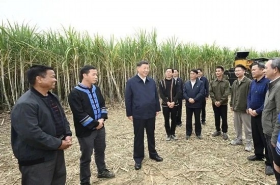 2023年12月14日，習(xí)近平總書記在廣西來賓市國家現(xiàn)代農(nóng)業(yè)產(chǎn)業(yè)園黃安優(yōu)質(zhì)“雙高”糖料蔗基地考察。