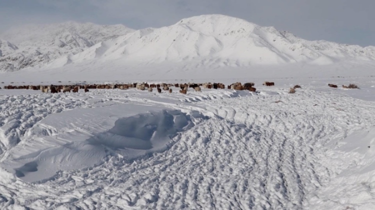 蒙古國近日發(fā)生雪災。圖片來源：蒙政府網(wǎng)站