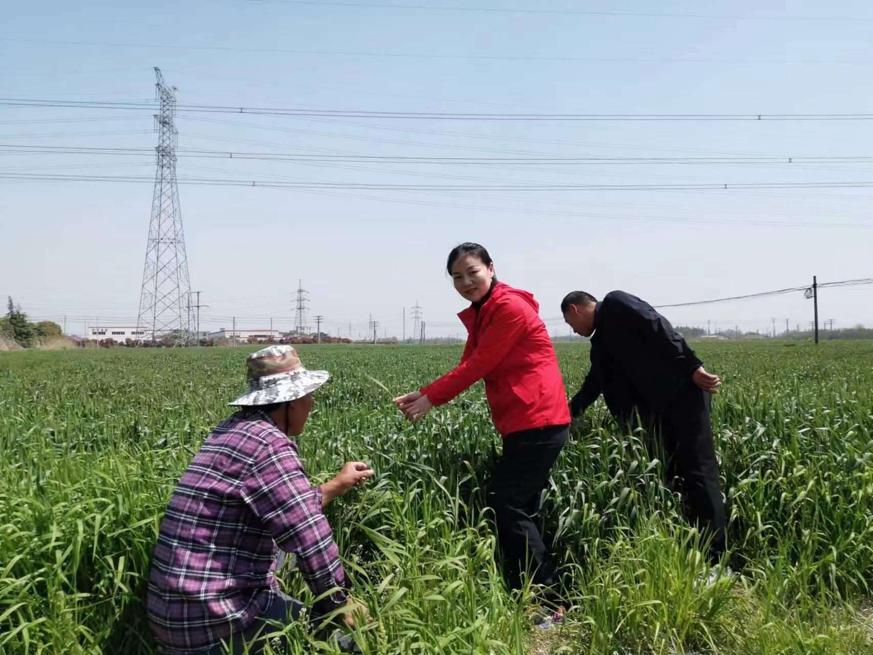 魏巧在田間察看農(nóng)作物長勢。