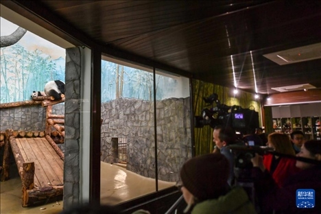 3月8日，人們在俄羅斯莫斯科動物園觀看大熊貓“喀秋莎”（左）和媽媽“丁丁”。新華社記者 曹陽 攝