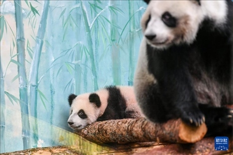 這是3月8日在俄羅斯莫斯科動物園拍攝的大熊貓“喀秋莎”（左）和媽媽“丁丁”。新華社記者 曹陽 攝