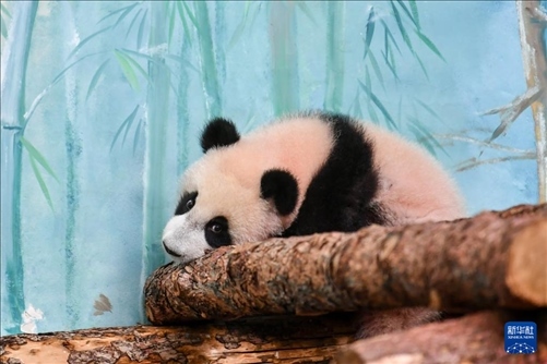 這是3月8日在俄羅斯莫斯科動物園拍攝的大熊貓“喀秋莎”。新華社記者 曹陽 攝