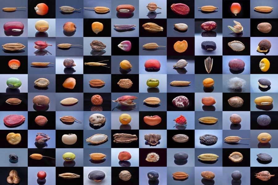 微距鏡頭下，湖南省農(nóng)作物種質(zhì)資源庫的種子千姿百態(tài)（100個種子拼版照片）。