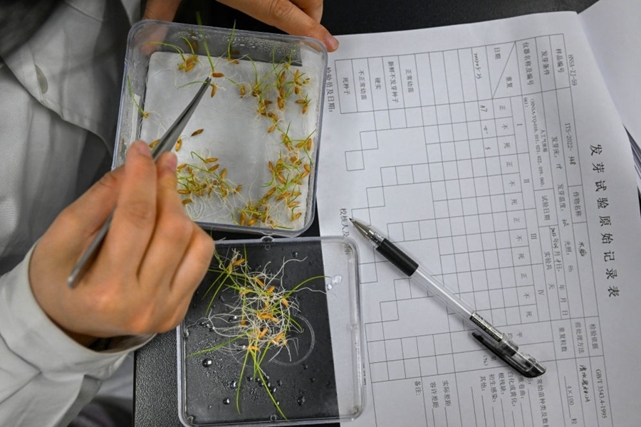 2022年3月23日，在湖南省農(nóng)作物種質(zhì)資源庫實驗室，檢測員對保存的水稻種子進行發(fā)芽試驗檢測。