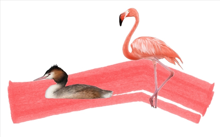 奇跡鳥類（火烈鳥總目）。浙江大學(xué)供圖