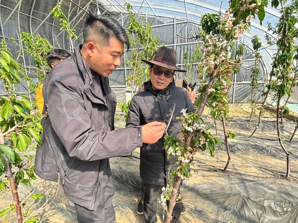 山東援藏小組及技術(shù)人員在大棚查看果蔬長勢(shì)。（受訪者供圖）