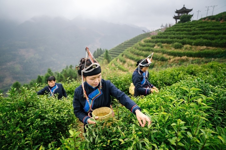 惠明茶采摘。供圖 共享聯(lián)盟·景寧