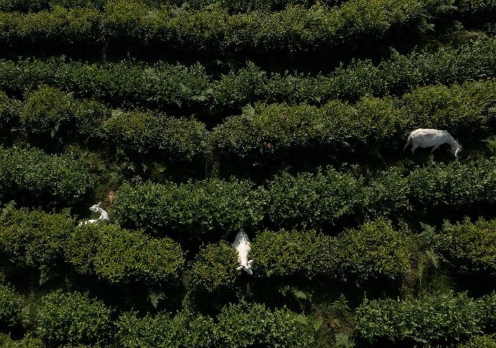 惠明茶園，養(yǎng)羊控草。供圖 共享聯(lián)盟·景寧