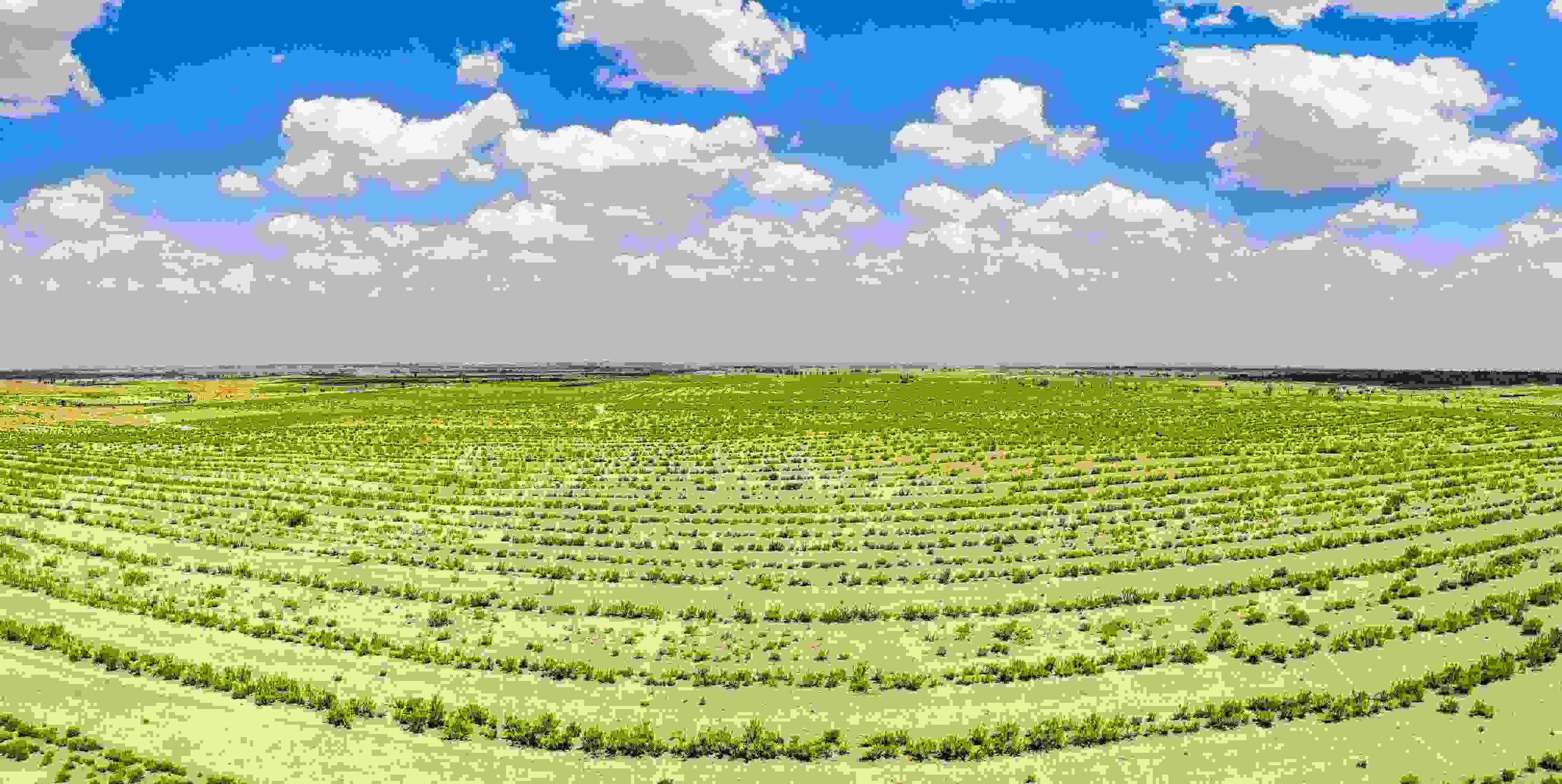 2023年6月7日，內(nèi)蒙古鄂爾多斯，毛烏素沙漠。