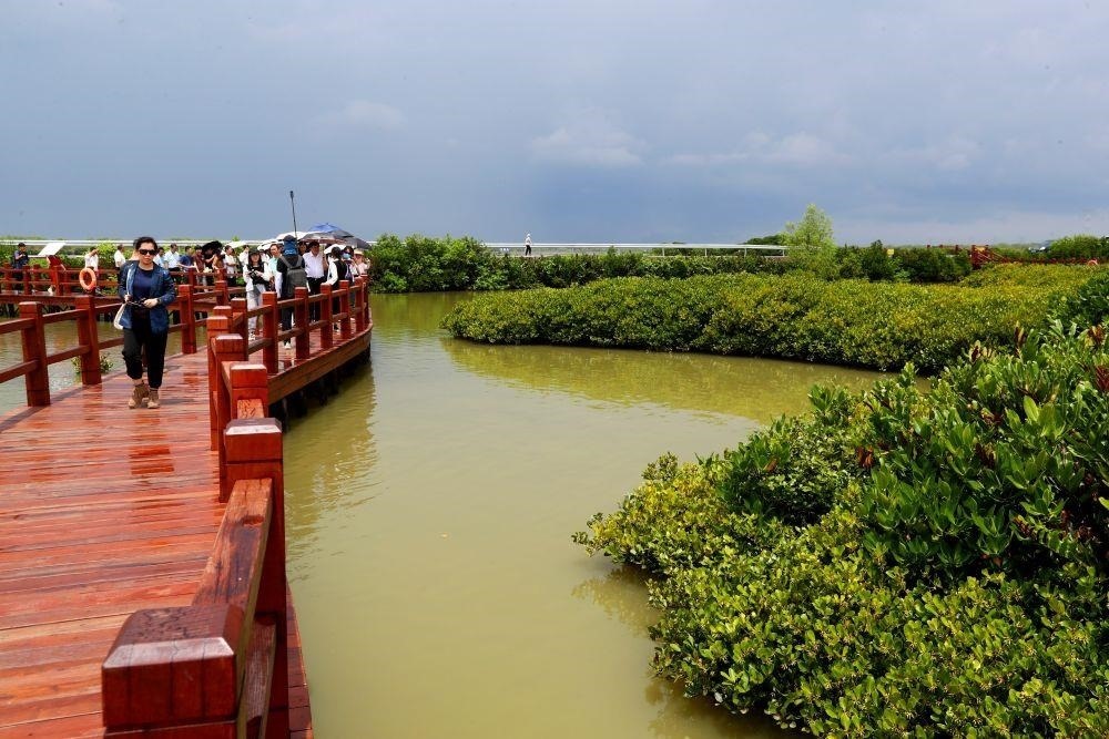 △2023年6月13日，人們?cè)趶V東湛江市麻章區(qū)金牛島觀賞紅樹林。