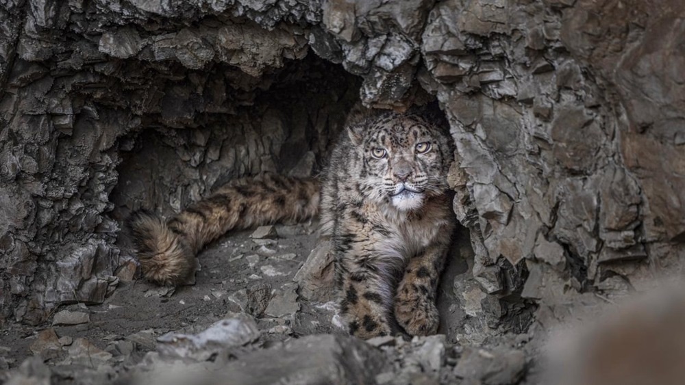“高原精靈”雪豹。尼瑪多吉攝