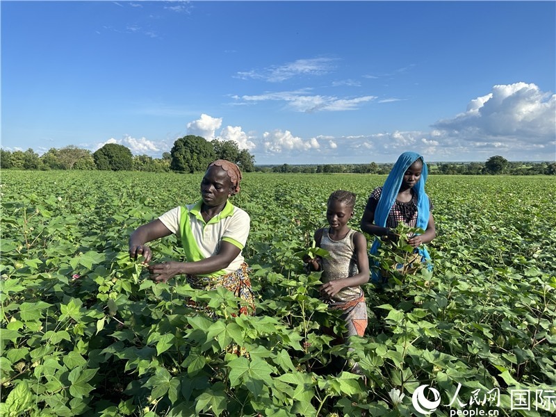 當(dāng)?shù)孛揶r(nóng)在麥田里勞作。人民網(wǎng)記者 黃培昭攝