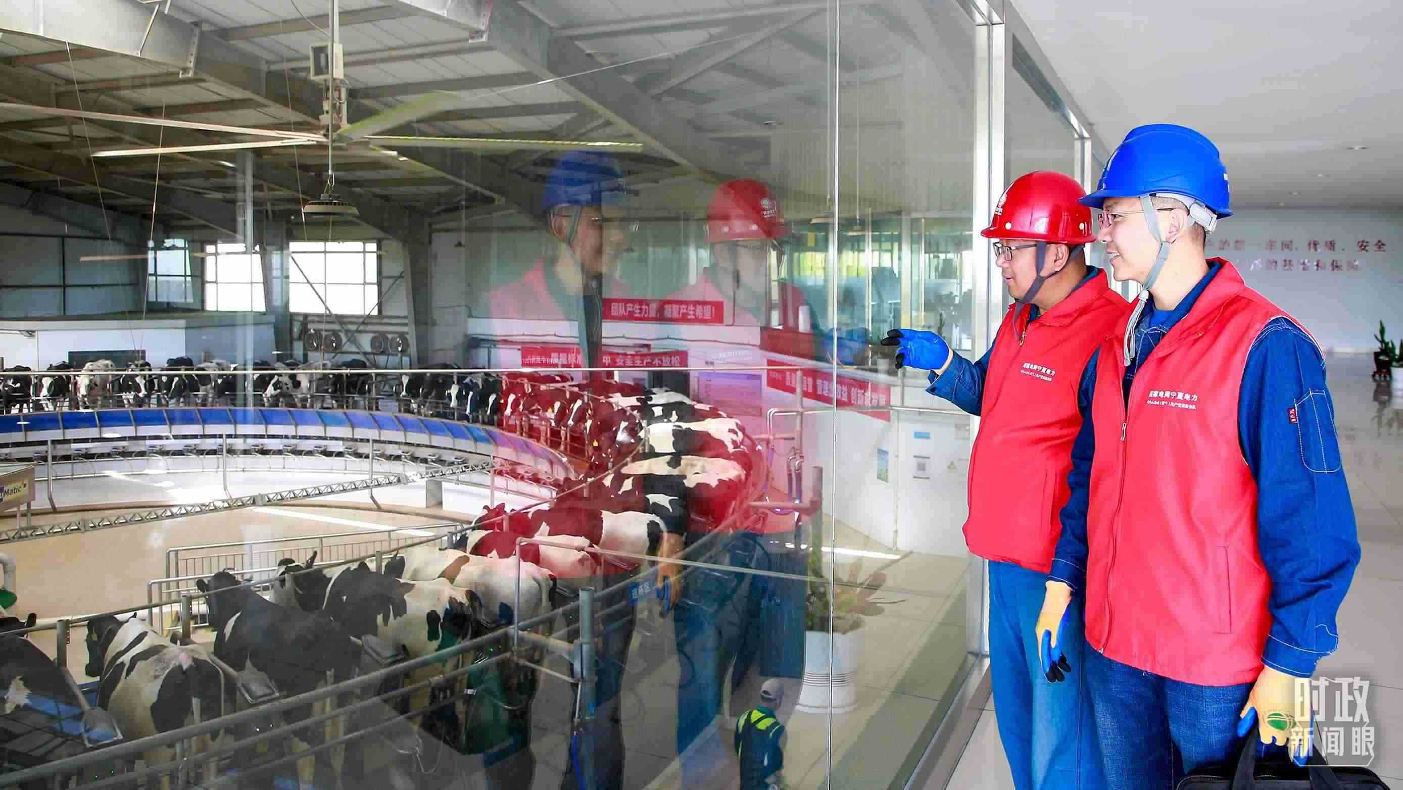  △寧夏銀川，電力員工深入奶牛養(yǎng)殖企業(yè)，助力數(shù)智化養(yǎng)殖。（圖/視覺中國(guó)）