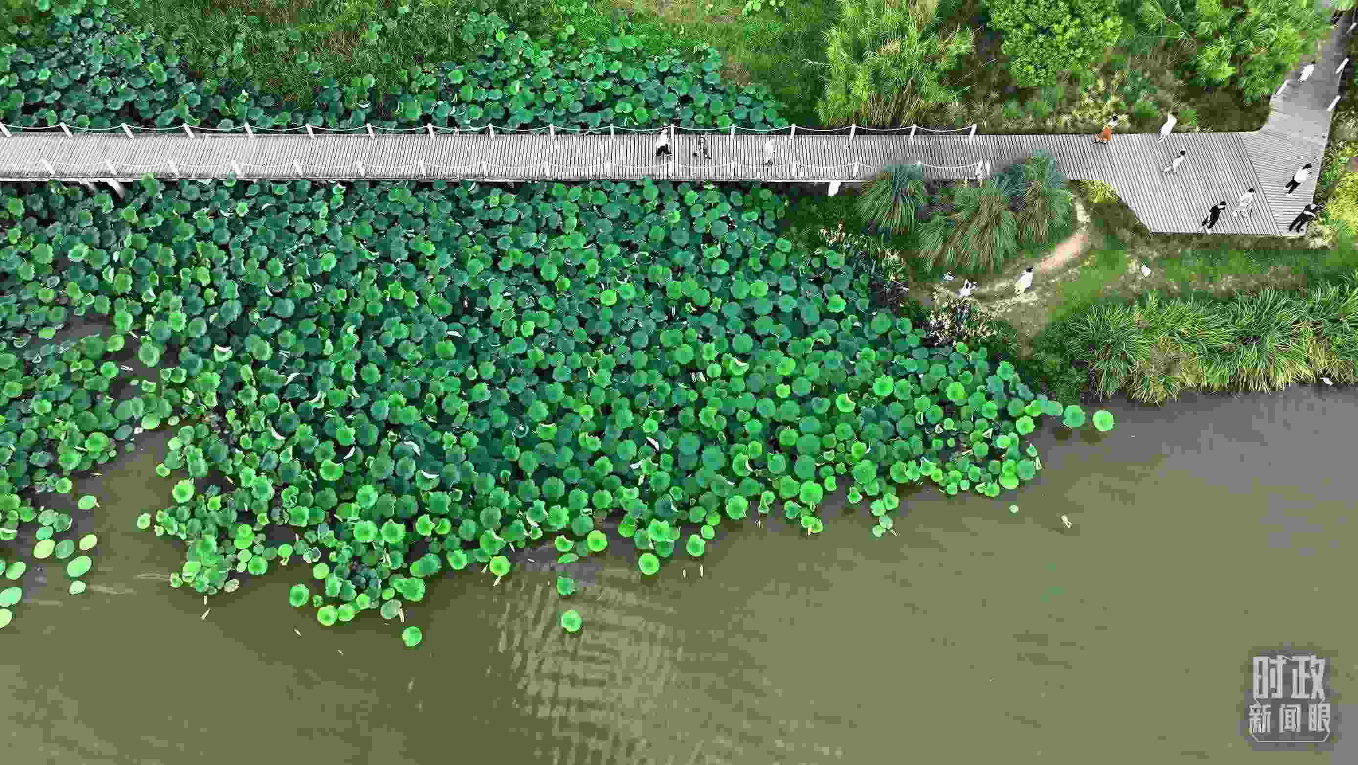 △陜西漢中天漢濕地公園內(nèi)，游人穿行，荷影婆娑。（總臺(tái)記者劉海濤拍攝）