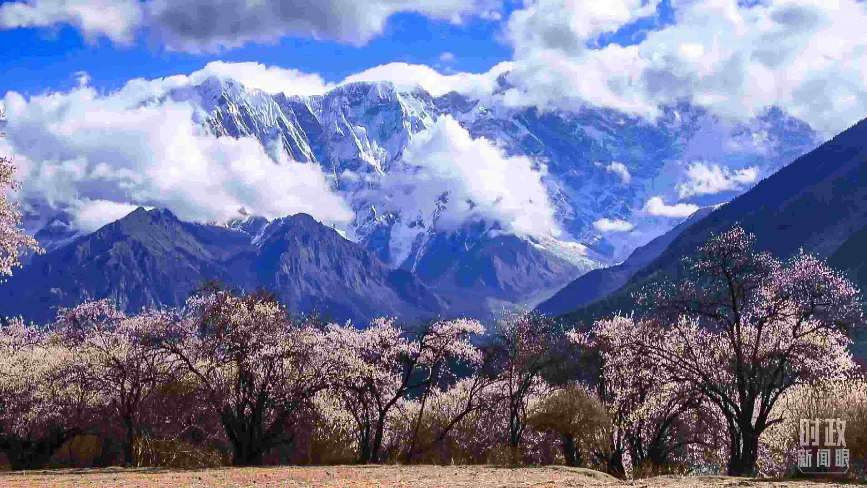 △西藏林芝。（總臺(tái)記者李旭拍攝）